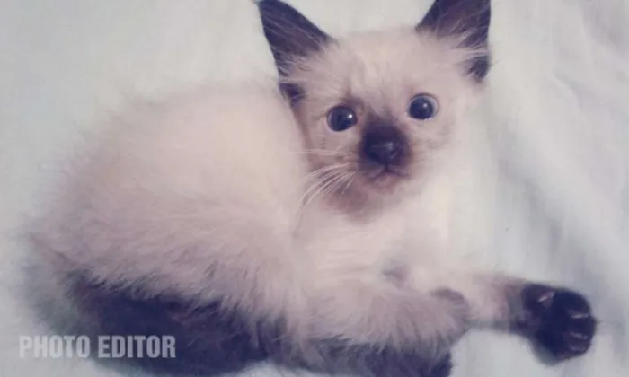 Gato raça  idade 2 a 6 meses nome Filhotes