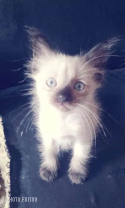 Gato raça  idade 2 a 6 meses nome Filhotes