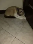 Tom