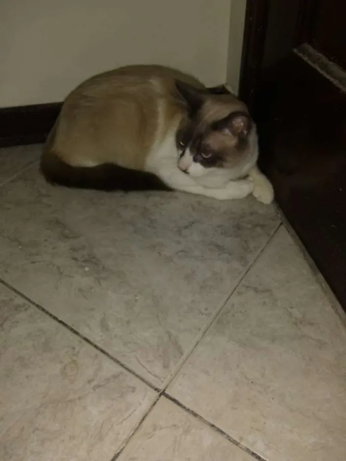 Gato ra a Siamês idade 1 ano nome Tom
