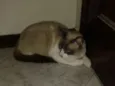 Tom