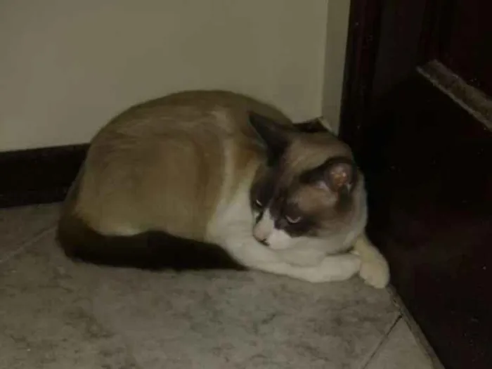Gato ra a Siamês idade 1 ano nome Tom