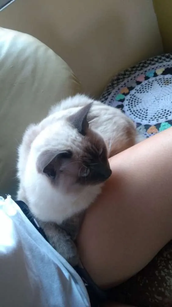 Gato ra a Siamês idade 1 ano nome Lily