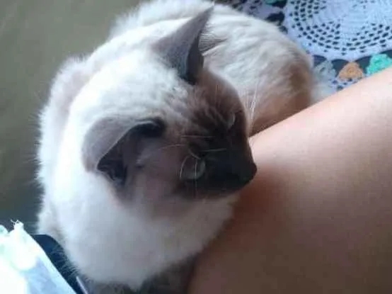 Gato ra a Siamês idade 1 ano nome Lily