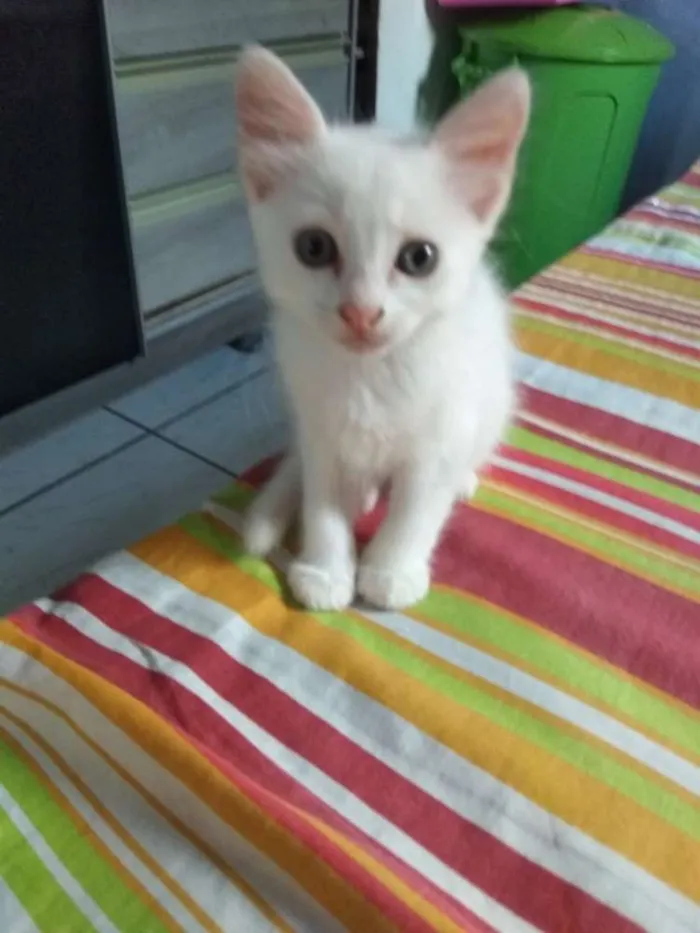 Gato ra a Rdf idade Abaixo de 2 meses nome Não tem nomes