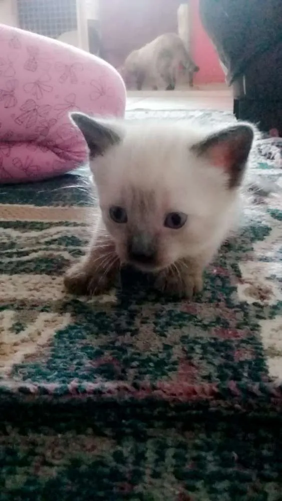 Gato ra a Ciames mistura  idade Abaixo de 2 meses nome Sem nome 