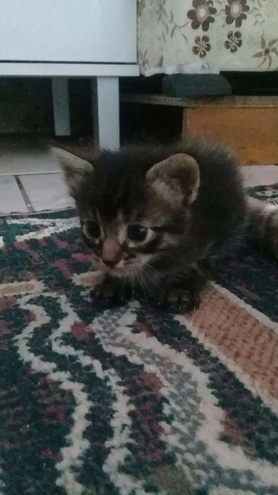 Gato ra a Ciames mistura  idade Abaixo de 2 meses nome Sem nome 