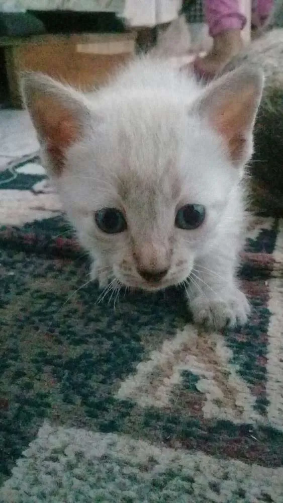 Gato ra a Ciames mistura  idade Abaixo de 2 meses nome Sem nome 