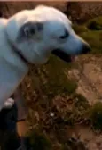 Spike 