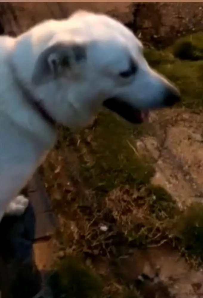 Cachorro ra a Mestiço de labrador  idade 2 anos nome Spike 