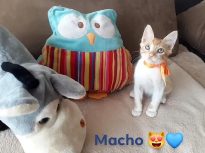 Gato ra a SRD  idade 2 a 6 meses nome Mimi e Nino 