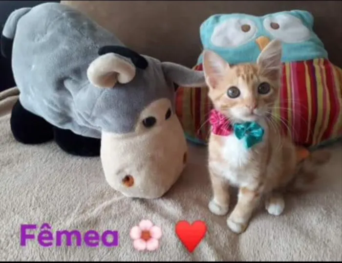 Gato ra a SRD  idade 2 a 6 meses nome Mimi e Nino 