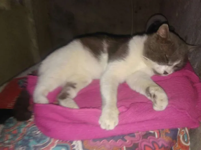 Gato ra a  idade 2 anos nome Frajola