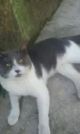 Frajola