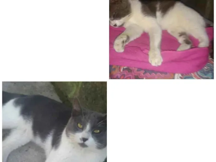 Gato ra a  idade 2 anos nome Frajola