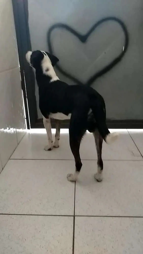 Cachorro ra a Vira lata idade 1 ano nome Floki