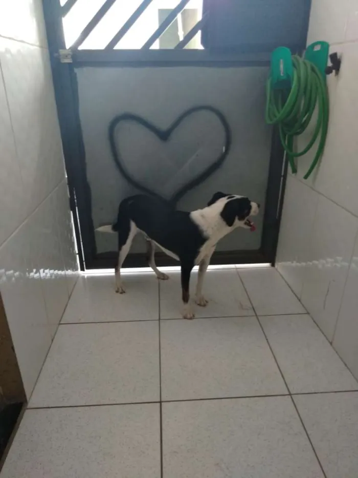 Cachorro ra a Vira lata idade 1 ano nome Floki