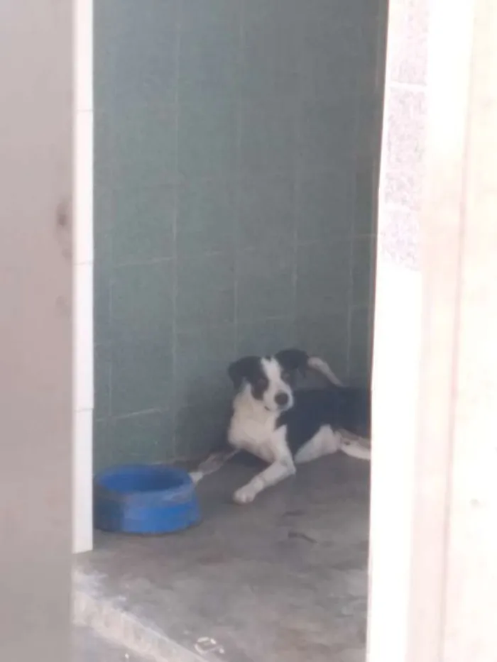 Cachorro ra a Vira lata idade 1 ano nome Floki