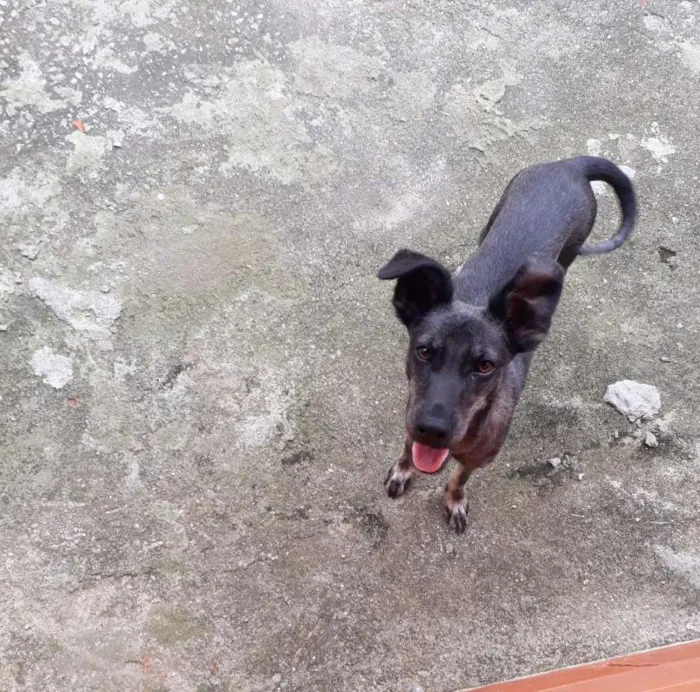 Cachorro ra a Pinscher (mestiça) idade 7 a 11 meses nome Xena