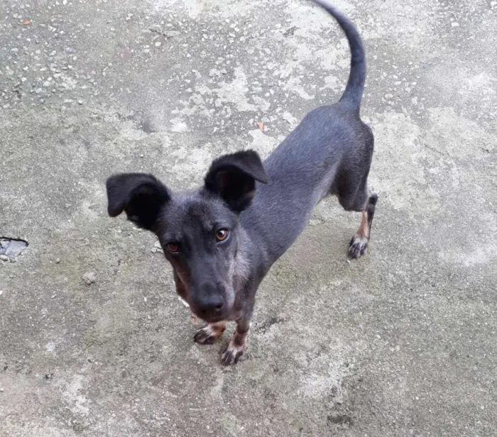 Cachorro ra a Pinscher (mestiça) idade 7 a 11 meses nome Xena