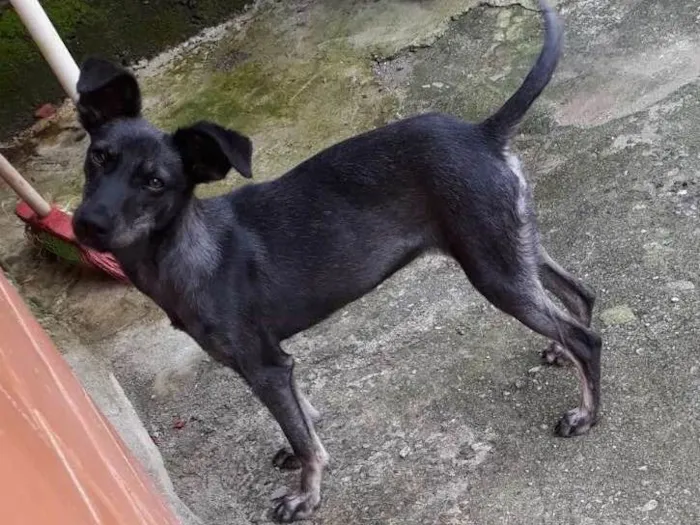 Cachorro ra a Pinscher (mestiça) idade 7 a 11 meses nome Xena