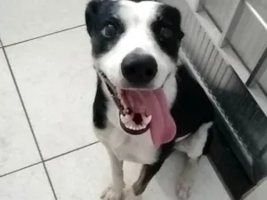 Cachorro raça Vira lata idade 1 ano nome Floki