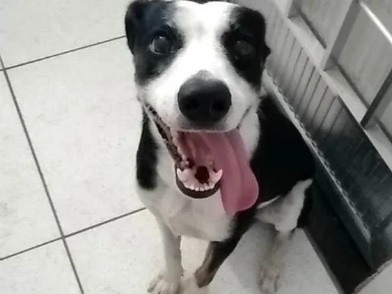 Cachorro ra a Vira lata idade 1 ano nome Floki