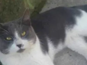 Gato raça  idade 2 anos nome Frajola