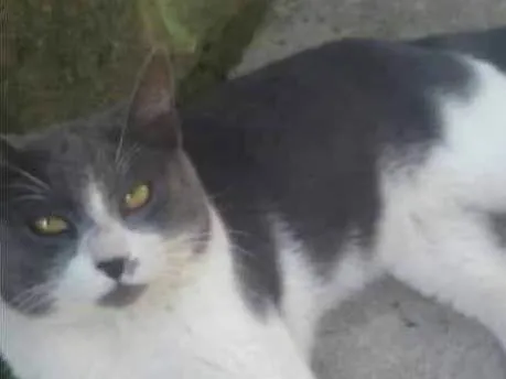 Gato ra a  idade 2 anos nome Frajola