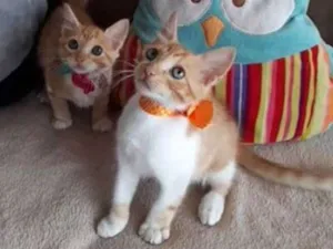 Gato raça SRD  idade 2 a 6 meses nome Mimi e Nino 
