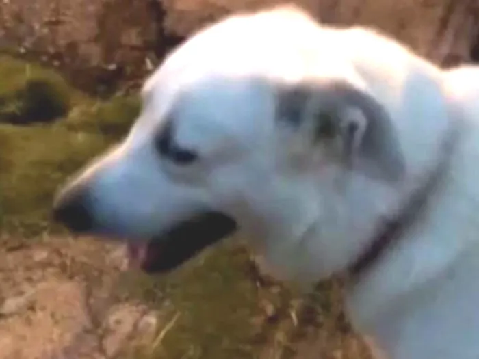 Cachorro ra a Mestiço de labrador  idade 2 anos nome Spike 