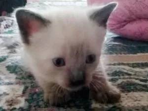 Gato raça Ciames mistura  idade Abaixo de 2 meses nome Sem nome 