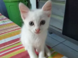Gato raça Rdf idade Abaixo de 2 meses nome Não tem nomes