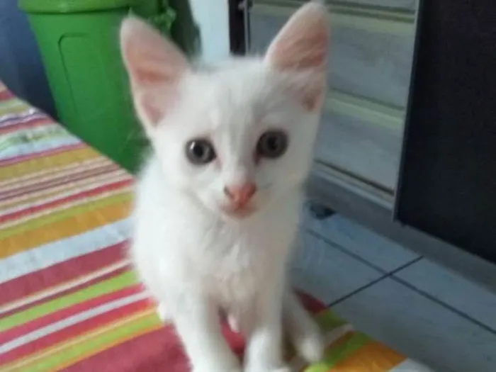 Gato ra a Rdf idade Abaixo de 2 meses nome Não tem nomes