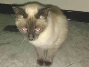 Gato raça Siamês idade 1 ano nome Lily