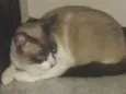 Tom