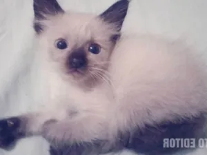 Gato raça  idade 2 a 6 meses nome Filhotes
