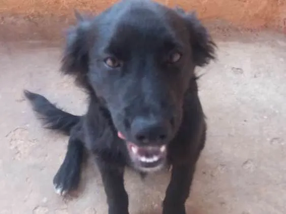 Cachorro ra a Vira-lata idade 2 a 6 meses nome Sem nome