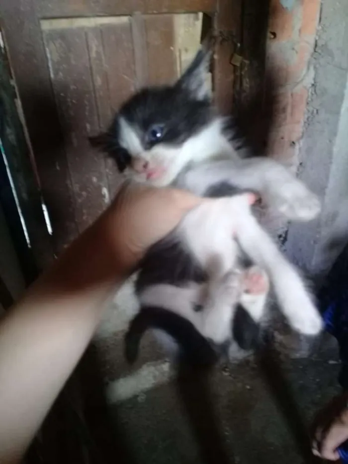 Gato raça Raça não definida idade Abaixo de 2 meses nome Sem nome