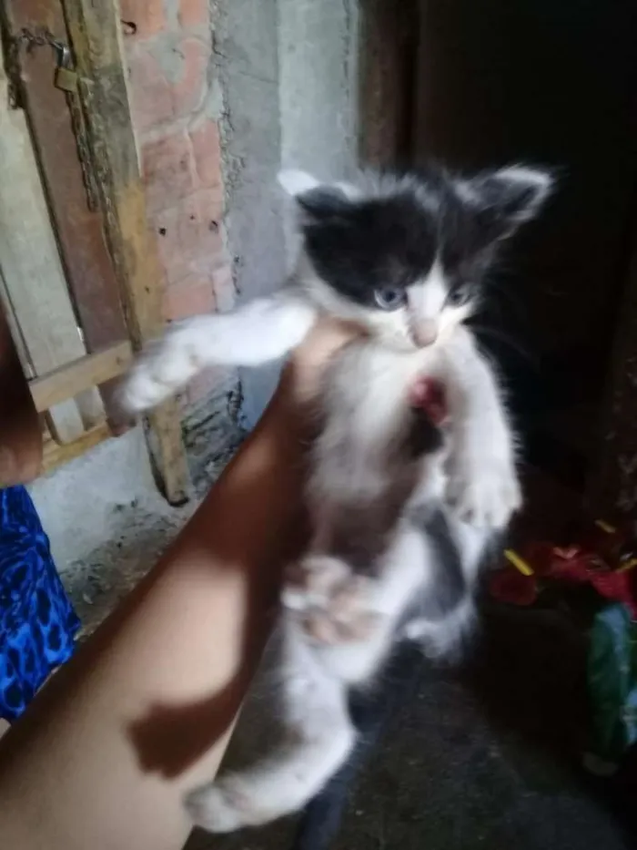 Gato raça Raça não definida idade Abaixo de 2 meses nome Sem nome
