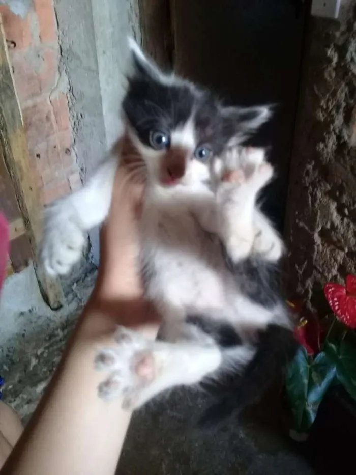 Gato raça Raça não definida idade Abaixo de 2 meses nome Sem nome