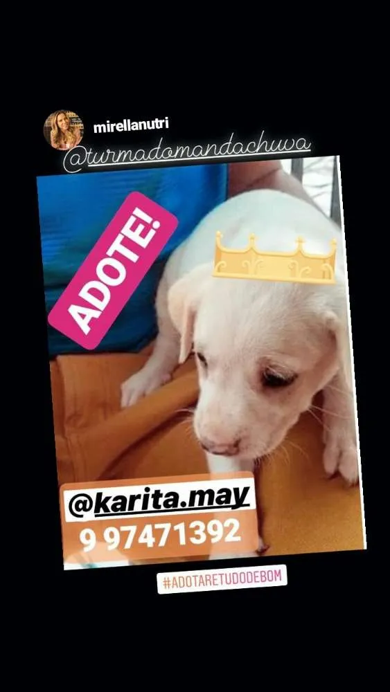 Cachorro ra a Srd idade Abaixo de 2 meses nome filhotinha