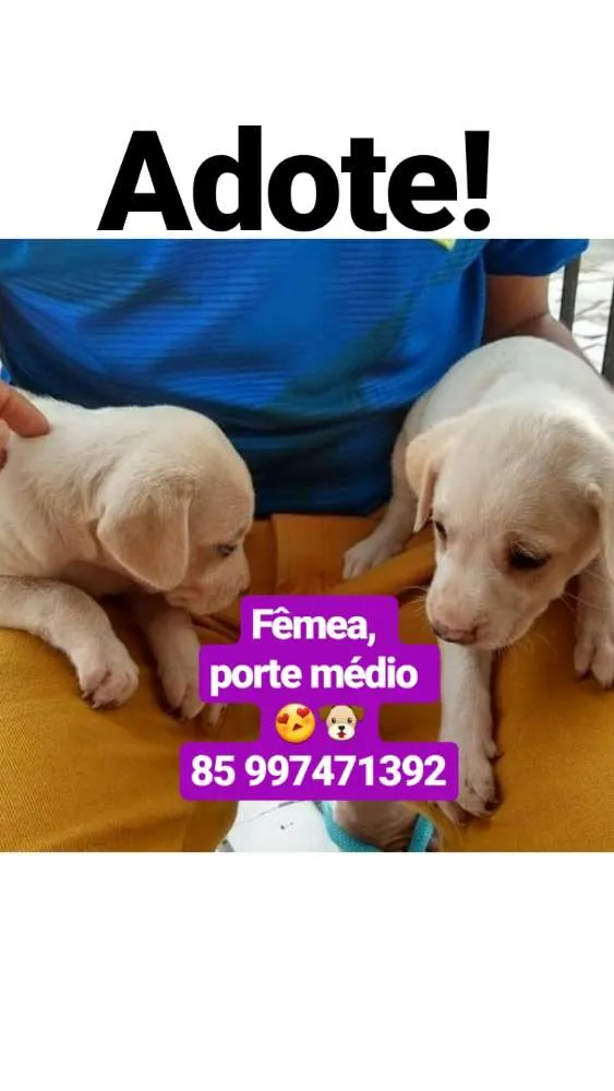 Cachorro ra a Srd idade Abaixo de 2 meses nome filhotinha