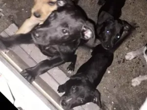 Cachorro raça Srd idade 2 a 6 meses nome Kaya
