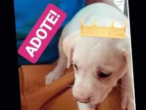 Cachorro raça Srd idade Abaixo de 2 meses nome filhotinha