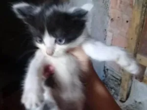Gato raça Raça não definida idade Abaixo de 2 meses nome Sem nome