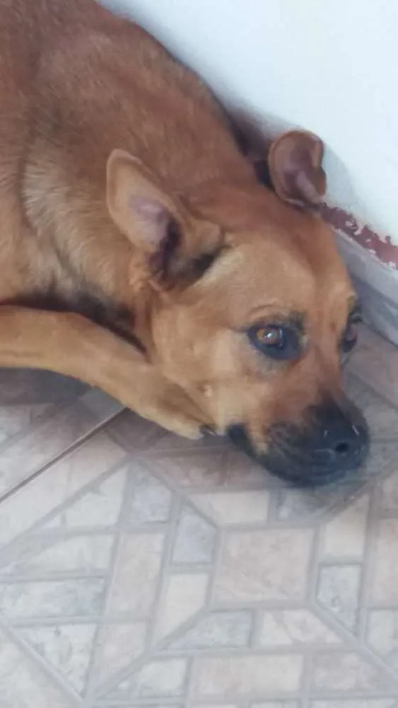 Cachorro ra a SRD idade 2 anos nome Sem Nome