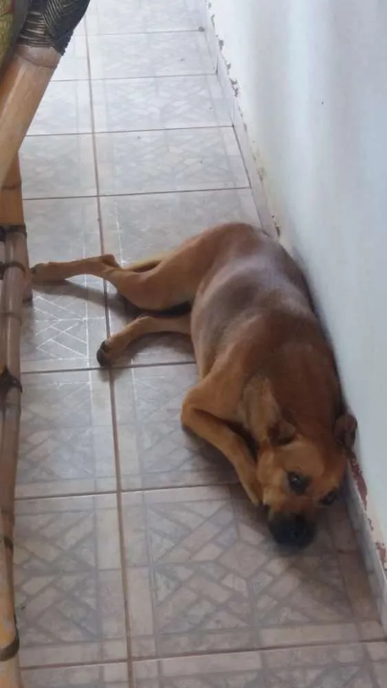 Cachorro ra a SRD idade 2 anos nome Sem Nome