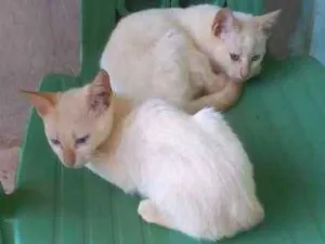 Gato raça Siamês idade 1 ano nome Cléo