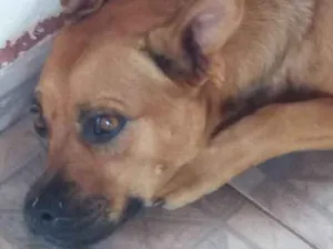 Cachorro raça SRD idade 2 anos nome Sem Nome